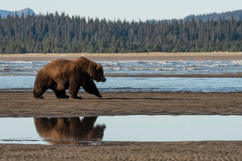 Brown Bear strolling around a lake.